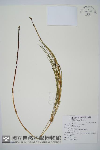 木賊藏品圖，第1張