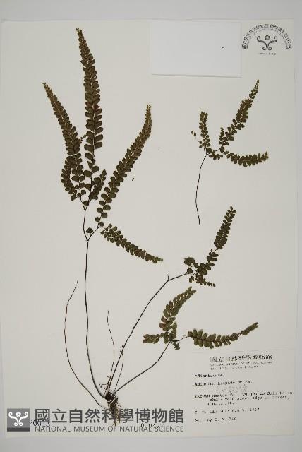 毛葉鐵線蕨藏品圖，第1張