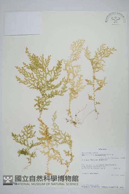 登錄號:P010013藏品圖，第1張