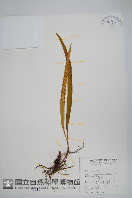 麟瓦葦、川上氏瓦葦藏品圖，第1張