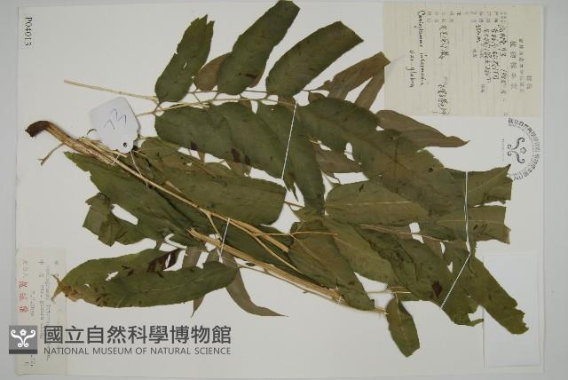 登錄號:P004013藏品圖，第1張