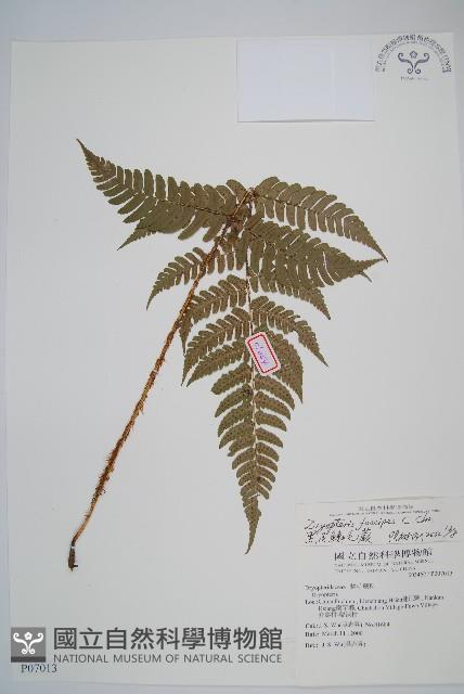 闊鱗鱗毛蕨藏品圖，第1張