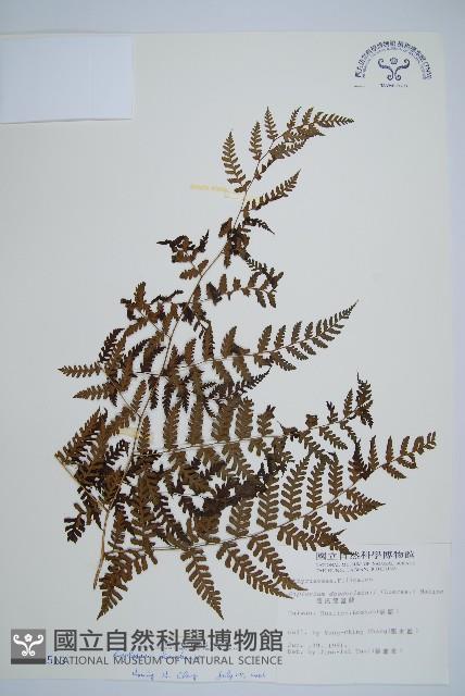 川上氏雙蓋蕨藏品圖，第1張