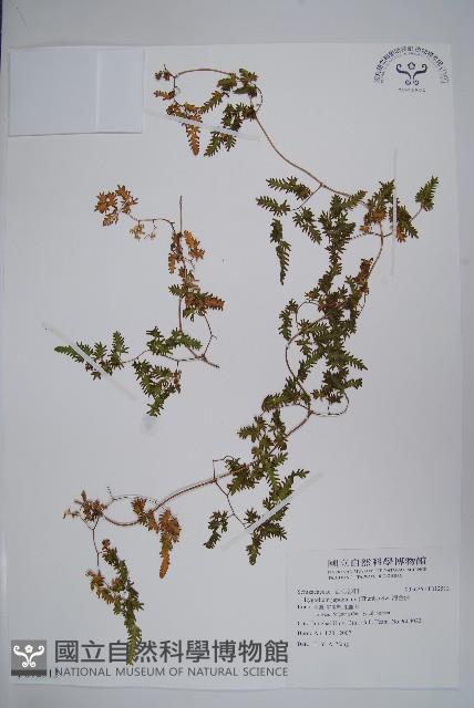 海金沙藏品圖，第1張