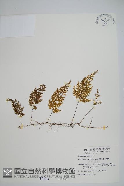 細葉蕗蕨藏品圖，第1張