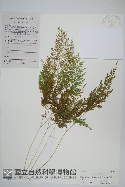 日本金粉蕨藏品圖，第1張