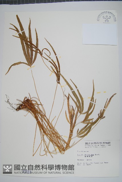掌鳳尾蕨藏品圖，第1張