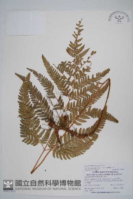 細葉複葉耳蕨藏品圖，第1張