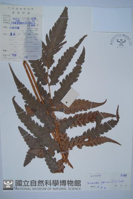 日本狗脊蕨藏品圖，第1張