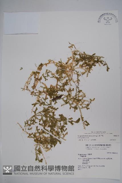 疏葉卷柏藏品圖，第1張