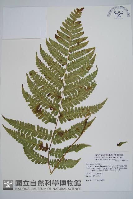 東亞假鱗毛蕨藏品圖，第1張