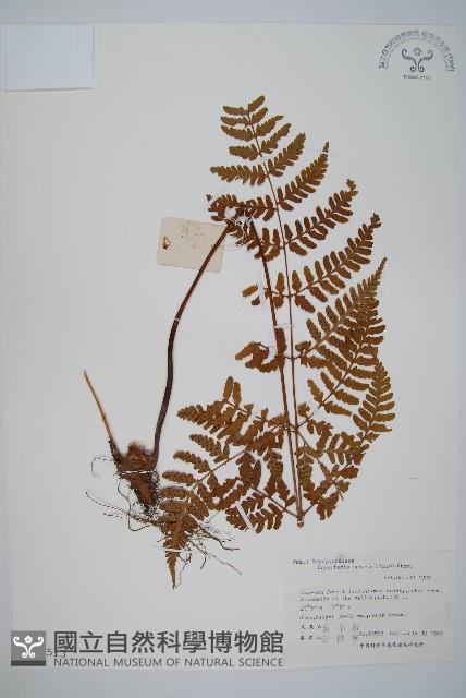 長葉鱗毛蕨藏品圖，第1張
