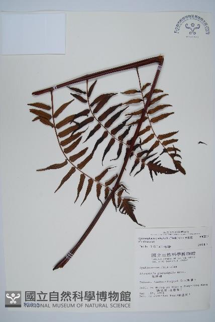 黑桫蕨藏品圖，第1張