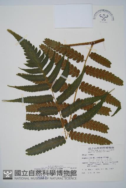 毛柄短腸蕨藏品圖，第1張