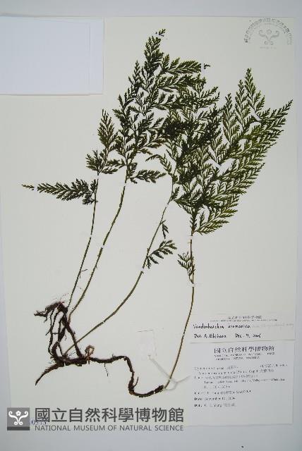 登錄號:P010313藏品圖，第1張