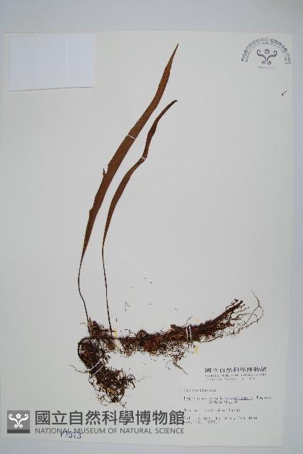 擬烏蘇里瓦葦藏品圖，第1張