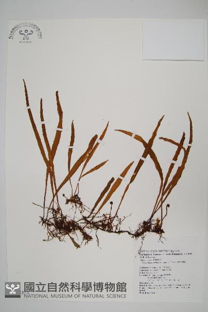 長柄劍蕨藏品圖，第1張