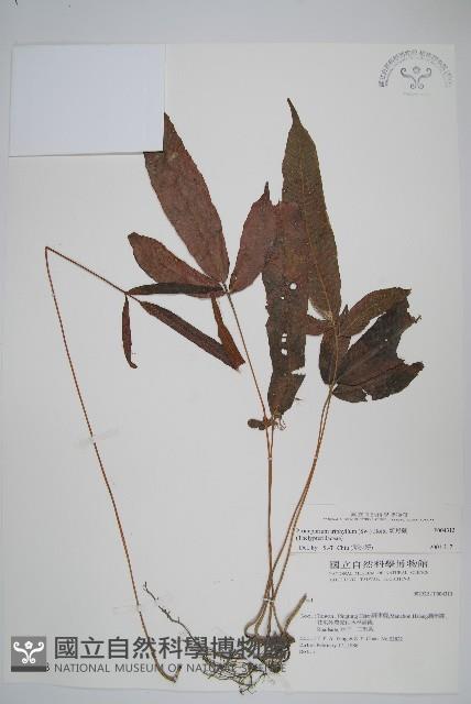 新月蕨藏品圖，第1張