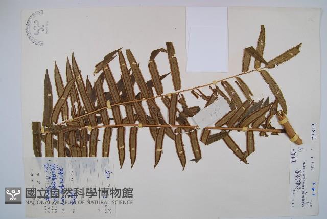 福建蓮座蕨藏品圖，第1張