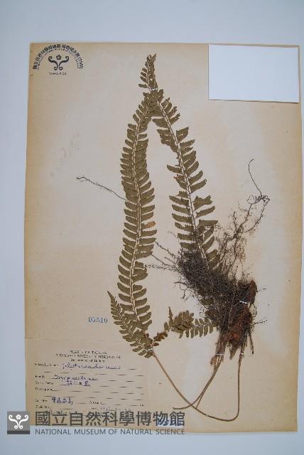 韓氏耳蕨藏品圖，第1張