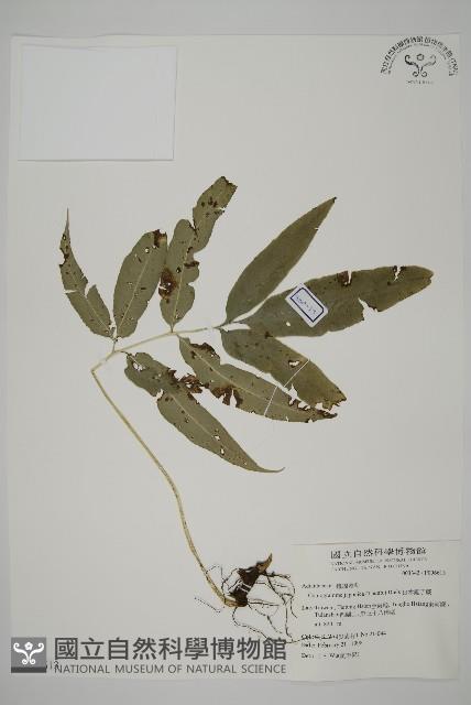 日本鳳丫蕨藏品圖，第1張