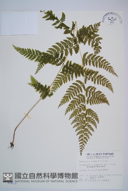 刺柄碗蕨藏品圖，第1張