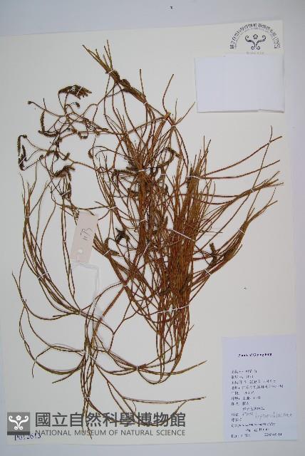 藤石松藏品圖，第1張