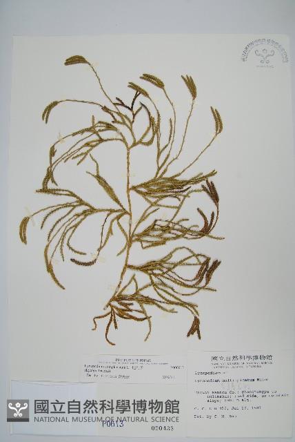 地刷子藏品圖，第1張