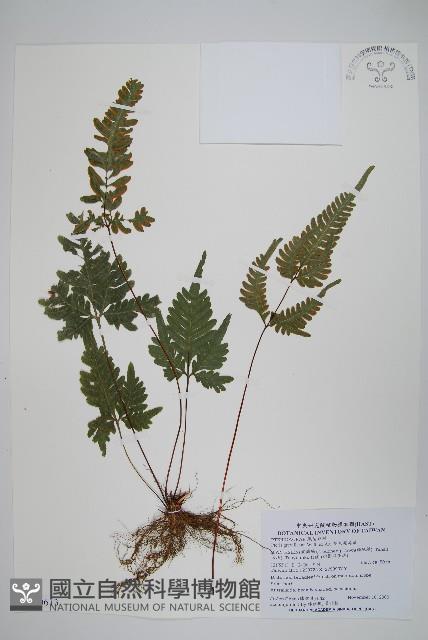 翅柄鳳尾蕨藏品圖，第1張