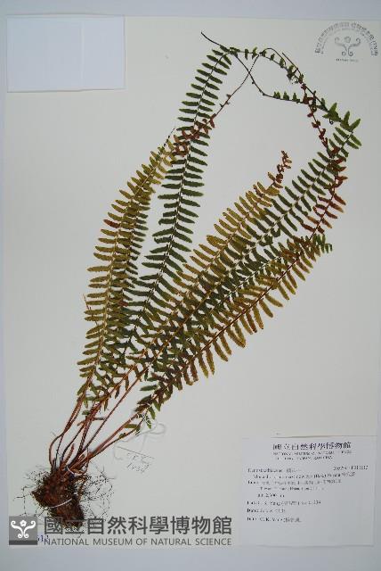 岩穴蕨藏品圖，第1張