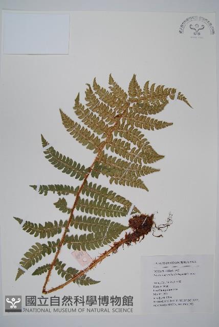 黑鱗耳蕨藏品圖，第1張