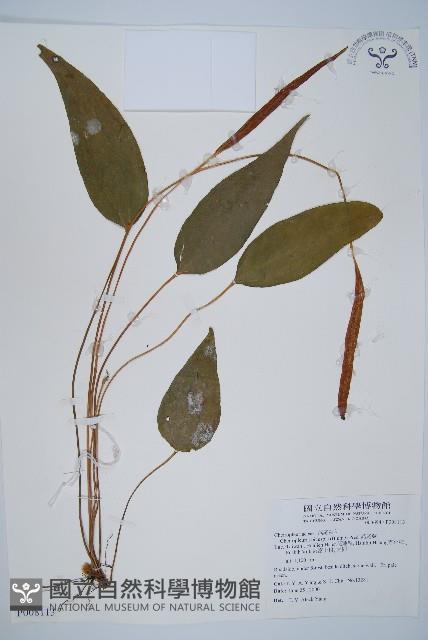 燕尾蕨藏品圖，第1張