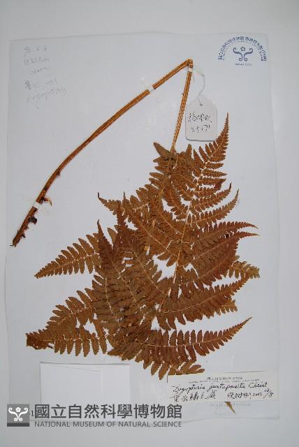 重齒鱗毛蕨藏品圖，第1張