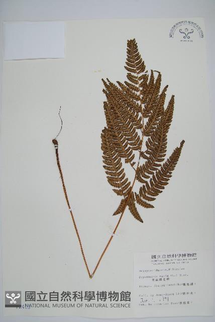 南海鱗毛蕨藏品圖，第1張