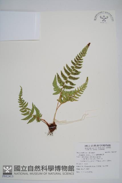 南海鱗毛蕨藏品圖，第1張