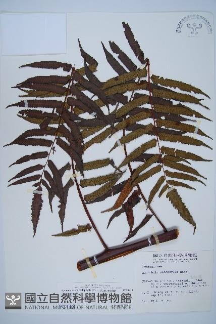 黑桫蕨藏品圖，第1張