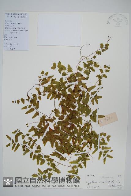 小葉海金沙藏品圖，第1張