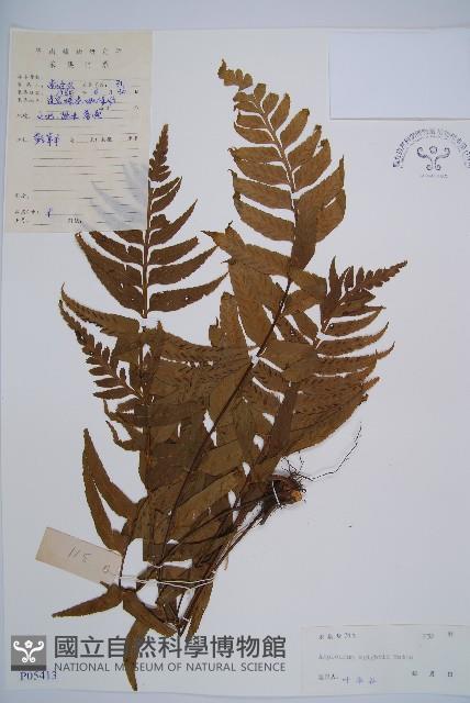 萊氏鐵角蕨藏品圖，第1張