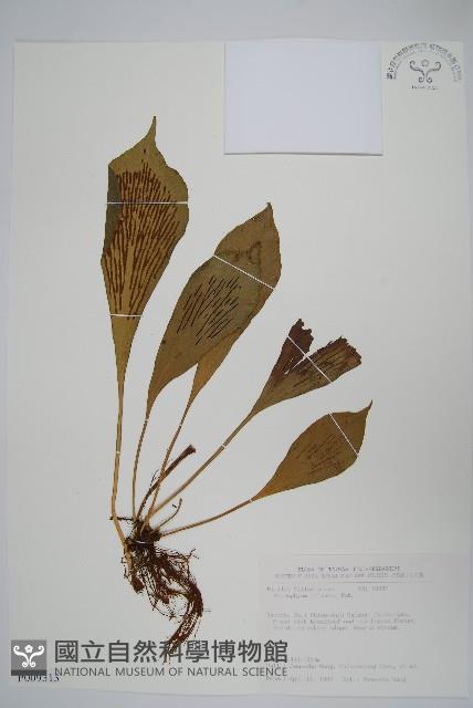 車前蕨藏品圖，第1張