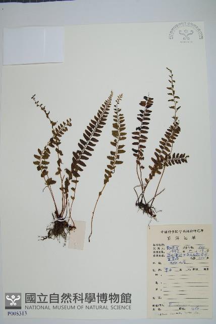 網脈鱗始蕨藏品圖，第1張