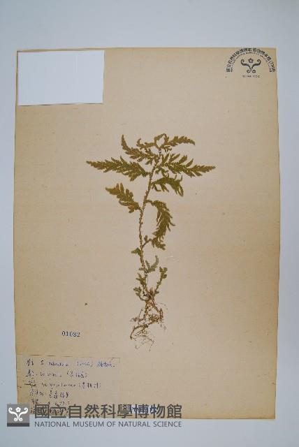 全緣卷柏藏品圖，第1張