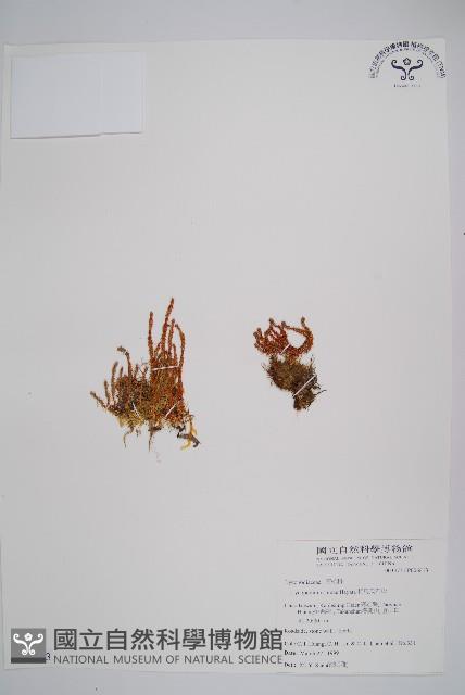 相馬氏石松藏品圖，第1張