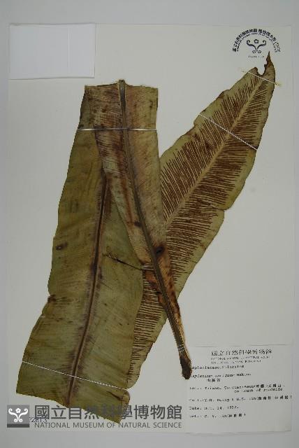 山蘇花藏品圖，第1張