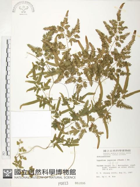 海金沙藏品圖，第1張