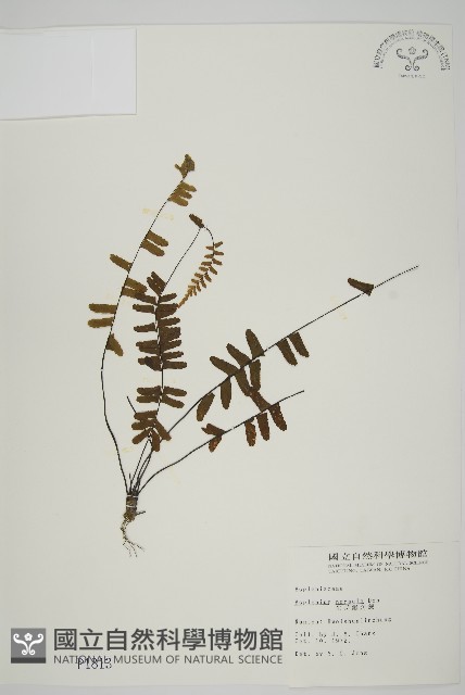 生芽鐵角蕨藏品圖，第1張
