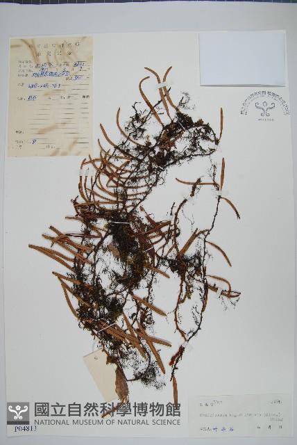 石蕨藏品圖，第1張