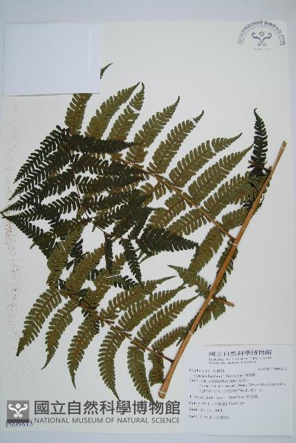 筆筒樹藏品圖，第1張