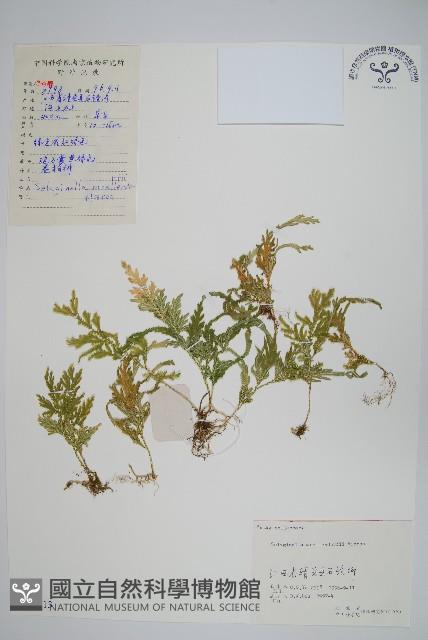 江南卷柏藏品圖，第1張