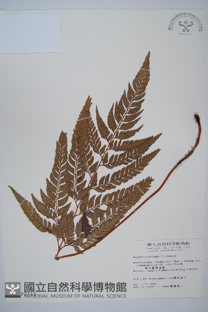 小葉複葉耳蕨藏品圖，第1張