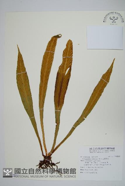 台灣劍蕨藏品圖，第1張
